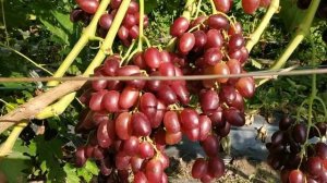 Виноград  ВАССА , КРАСНАЯ ПУЛЯ ( СЮЗАННА ) , ЭМИР  2021г