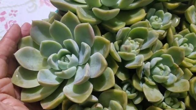 SUCULENTA PEN AR RU,+ bacia cheia de suculentas para não perder a espécie. смотреть онлайн