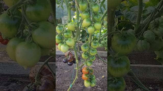 Коллекционые сорта томатов смотреть онлайн