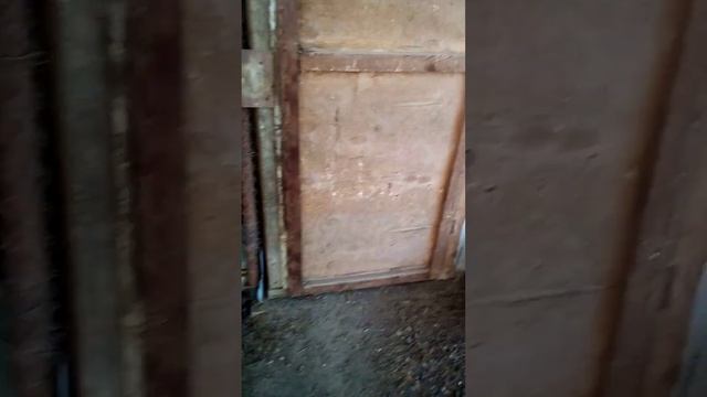 Павловская порода окрас,,золото,, смотреть онлайн