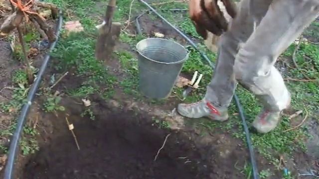 Посадка винограда осенью (Часть 2) смотреть онлайн