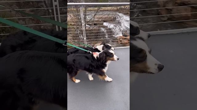 We broke twin dogs out of the shelter for the best day ever! смотреть онлайн