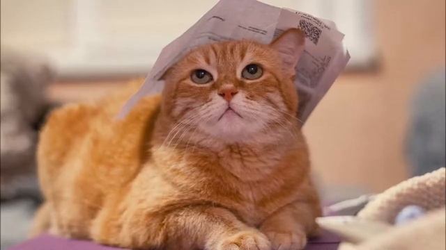 Звуки кошек. Мяуканье кошек