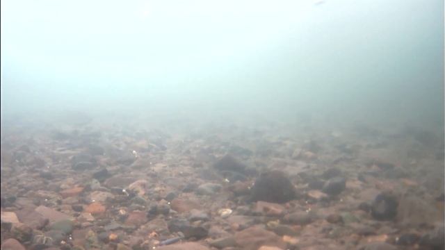 ХАРИУС подо ЛЬДОМ (кабаны одиночки) смотреть онлайн