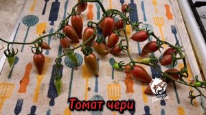 Томат чери "Карамелька сладкие сосульки"
