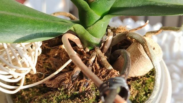 САМЫЕ НЕСТАНДАРТНЫЕ МЕСТА ВЫХОДА ЦВЕТОНОСОВ ОРХИДЕЙ! АКТИВАЦИЯ МЕРИСТЕМ НА ЦВЕТОНОСЕ ОРХИДЕИ! смотреть онлайн