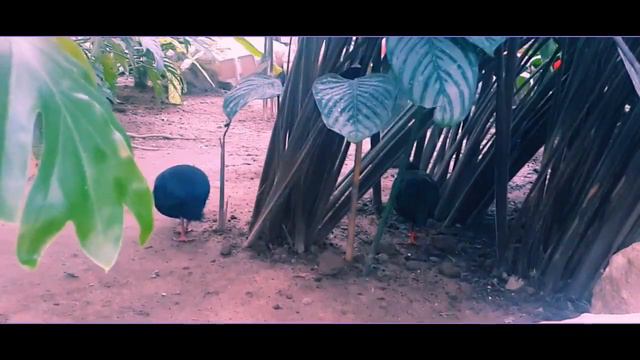 Тропический рай. Парк птиц. смотреть онлайн