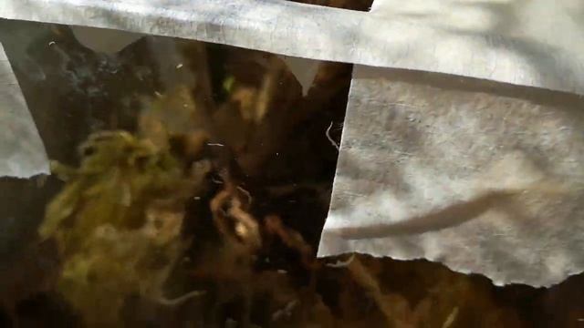 #КАТТЛЕЯ_JAGUARIUNA ОКАЗАЛАСЬ СОВСЕМ БЕЗ КОРНЕЙ ?((МОИ ДЕЙСТВИЯ... ?#CATTLEYA #PHALAENOPSIS #ORHIDS