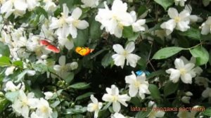 Жасмин садовый Снежная буря ? жасмин Снежная буря обзор: как сажать саженцы жасмина Снежная буря