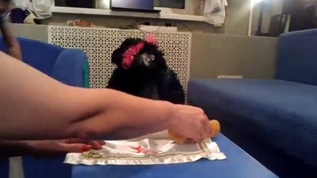 1 день рождения у собаки смотреть онлайн
