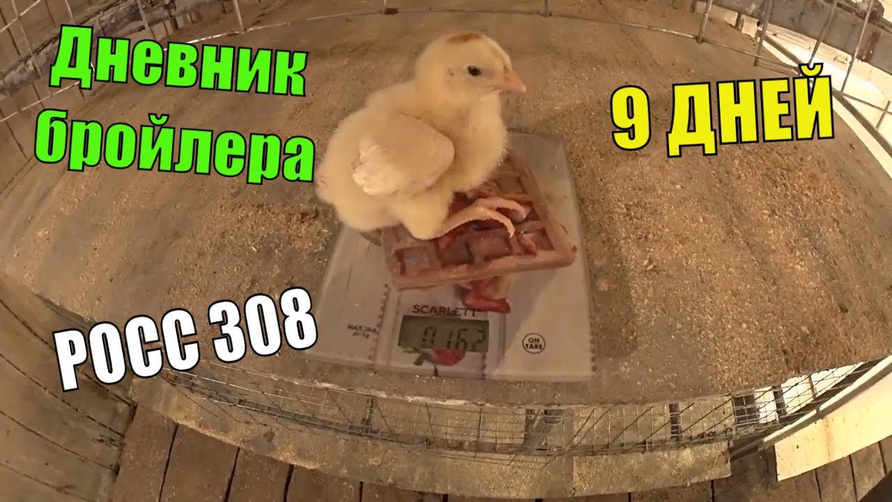 Дневник бройлера День 9 РОСС 308 Чехия смотреть онлайн