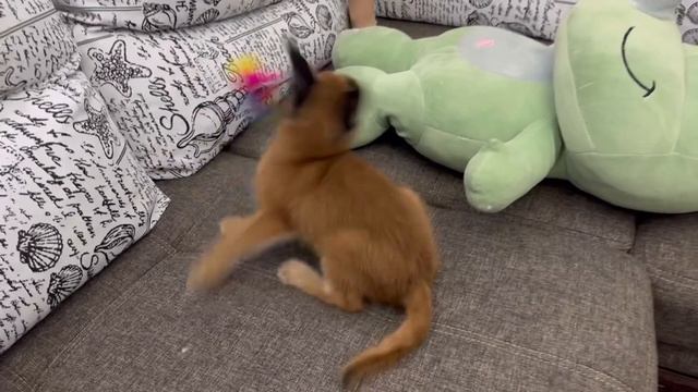 Котенок каракал. Открыта бронь на котят. смотреть онлайн