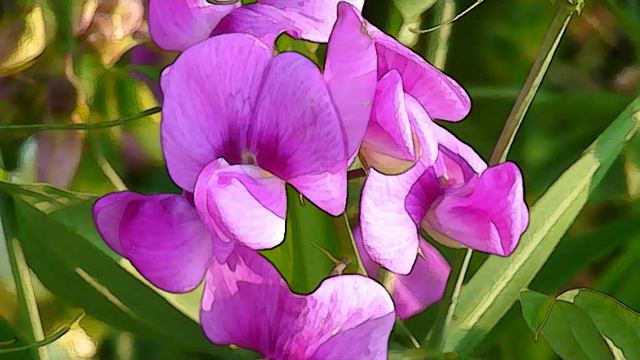 Daniela Morelli plays Giovanni Sgambati: Romanza for Piano смотреть онлайн