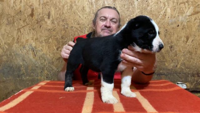 Сука 1- Артистка!1 мес.Фаер*Бусинка Буля.БУЛЬДОЗЕР,ТОПАЗ линии.Щенок САО/алабай.РКФ/FCI.+7915778778 смотреть онлайн