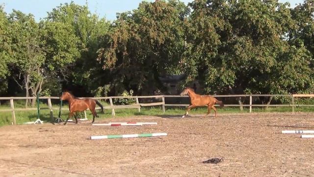 Обучение лошади совместной работе.Training a horse to work together смотреть онлайн