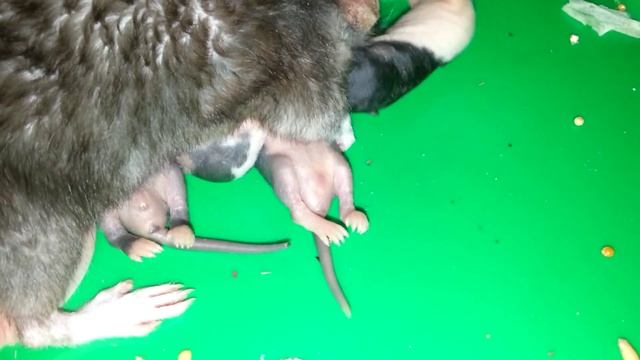 Крысятам 9 дней