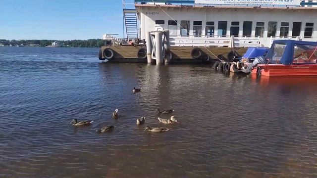 Утки ловят рыбу в Костроме. Река Волга
