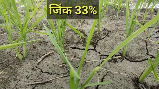 धान में जिंक का प्रयोग कब करें / धान में जिंक के फायदे / Dhan Me Zink Kab Dalen / Zink 33%, Zink 21 смотреть онлайн