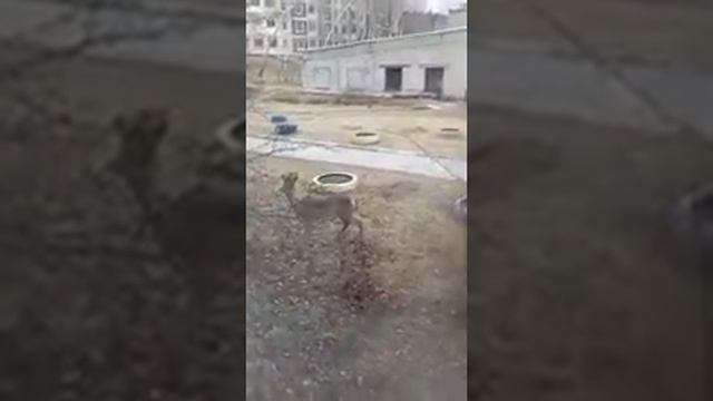 По улице в амурской Зее гуляет косуля и играет с собаками смотреть онлайн
