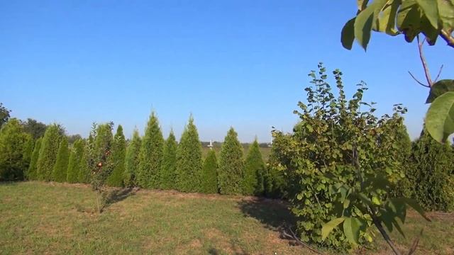 Туя. Зеленый забор. Смарагд. Туя западная.