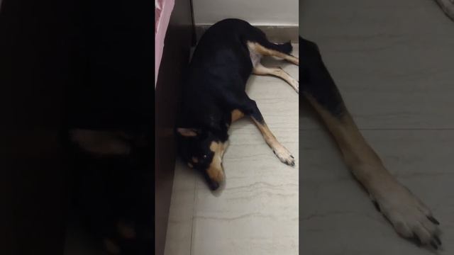 Kalli ko bottle khana pasand hai ?#dog #minivlog #shortsvideo #viral смотреть онлайн
