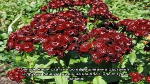 Гвоздика бородатая — яркий летний цветок для красочной клумбы