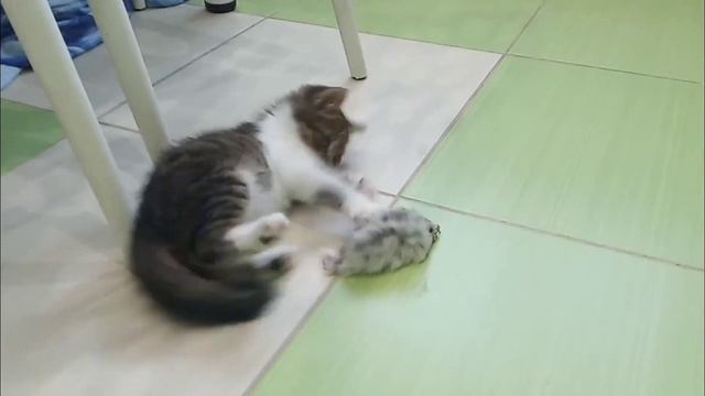 Слепой котенок играет с мышкой смотреть онлайн