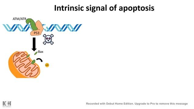 Apoptosis: the programmed cell death смотреть онлайн