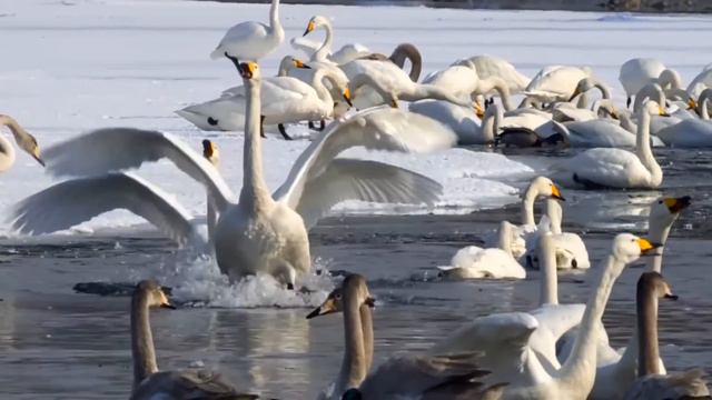 SILENT NIGHT By SISSEL