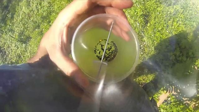 Короеды в феромонной ловушке. Bark beetles in Russia смотреть онлайн