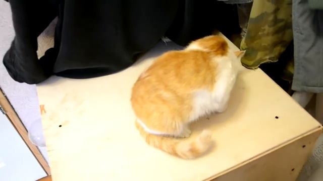 Занимаюсь посадкой базилика// Погода не радует// Мясо и картошка в горшочках смотреть онлайн