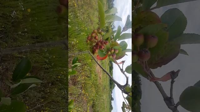Чёрная малина "Кумберленд". смотреть онлайн