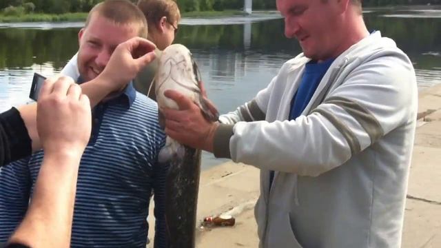 Сом в Москва-реке!!! СНИМАЛ ЛИЧНО!!!2012 смотреть онлайн