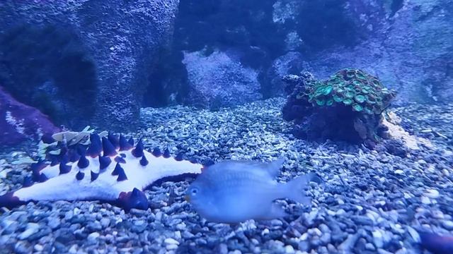 Летняя ночь - Розовый сон. смотреть онлайн