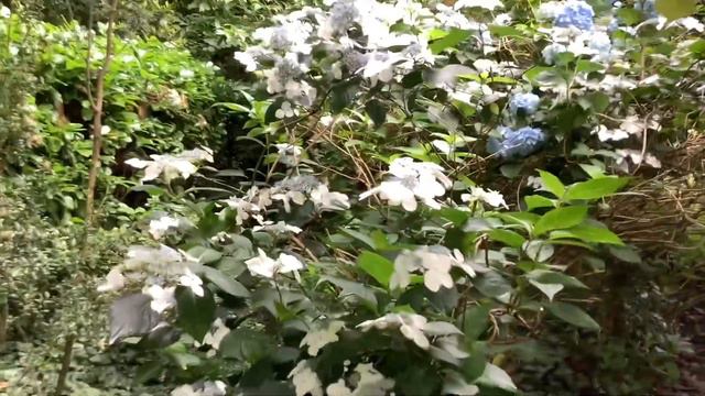 Gorwell garden walk July part 2 смотреть онлайн