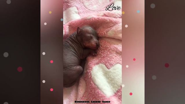 XOLO MINI FOR SALE/ Ксоло миниатюра