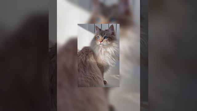 💌Тату на твоём теле (Speed up)💌 смотреть онлайн