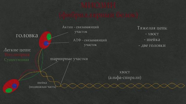 3. Сокращение мышц. Актин. Миозин. Цикл работы поперечных мостиков. смотреть онлайн