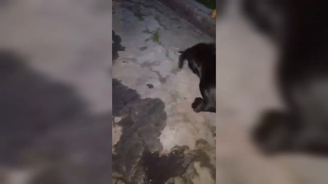 ЩЕНОК КАНЕ-КОРСО ДОЕДАЕТ КУРИЦУ | МАЛЕНЬКИЙ ГРЫЗУН смотреть онлайн