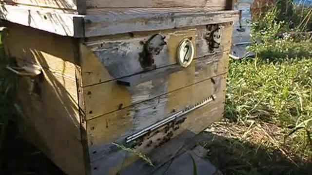 ЧТО ТАКОЕ СТРОГАНИЕ У ПЧЁЛ смотреть онлайн