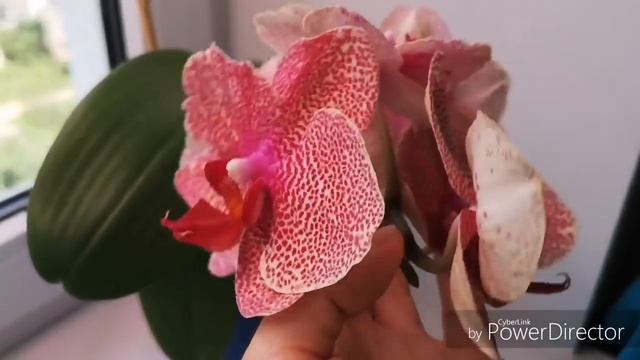 Азия цветет :Sammer Love, Sezame, Purple Lips, Taisuco Micky, Equestris Ilios и пересорт?