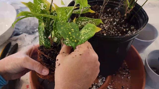 🌿Repot With ME - Syngonium, Dracaena, False Aralia