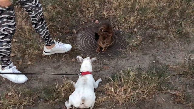 Бенгальский кот и Джек Рассел терьер смотреть онлайн