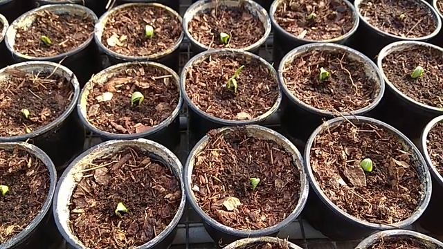 Огірок Тайгер - всходи . смотреть онлайн