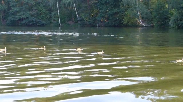 ПУЩА Катаемся на катамаране смотреть онлайн