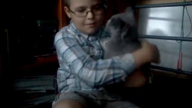 Как заставить замолчать британскую кошку.3gp смотреть онлайн