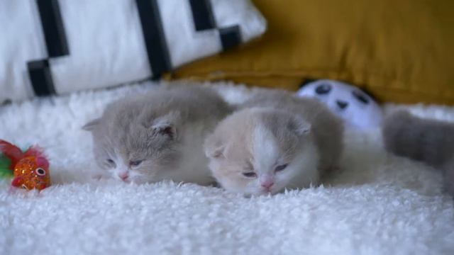 British kitties are 20 days old (Litter-Z2) смотреть онлайн