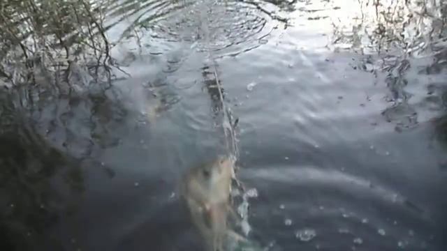 Сеть 45 ка.на Урале.улов. смотреть онлайн