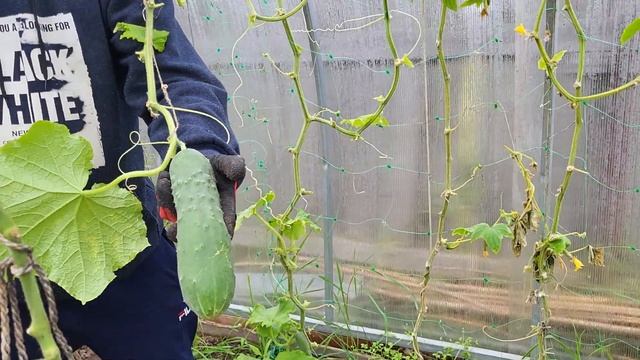 На картошке? убираем урожай 2022 #осень #огород #картошка #урожай #лучшиемоменты