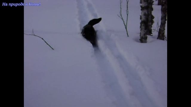 Дружок. смотреть онлайн